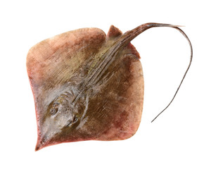 Fresh ray fish isolated on white background © zcy