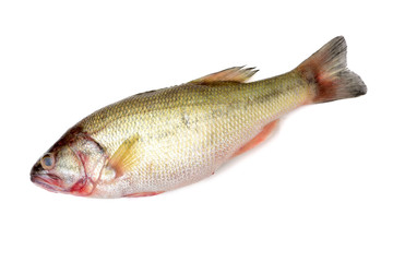 sea bass isolated on white background 