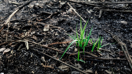 young sprouts of grass