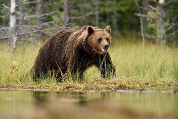 Obraz na płótnie Canvas Brown Bear walking in the taiga forest landscape
