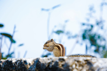 Gray squirrel sitting on wall compound 