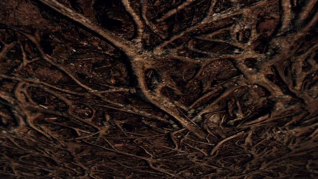 The ceiling of a cave held together by tree roots - seamless looping.