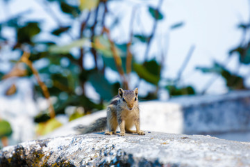 Gray squirrel sitting on wall compound 