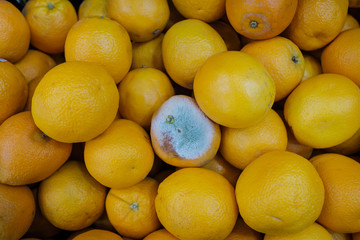 one Rotten orange hide in normal oranges background