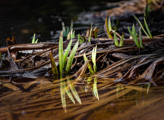 Weeds mark the begining of the growning season in Cole Park Lake in Upstate NY