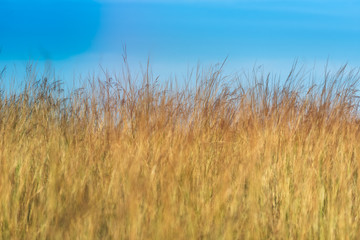Obraz premium The golden grass on the beach sunlight reflects in the afternoon, in the blue sea, the sky is blue romantic atmosphere the cool wind blows at the end of the beautiful grass blown.
