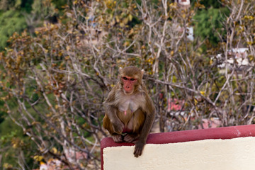 A female rhesus macaque (Macaca mulatta) from Myanmar