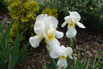 3 white flowers of bearded irises in May