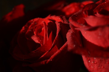 rose