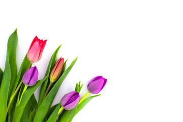 Beautiful spring red and purple tulips flat lay isolated on white background with copy space. Spring flowers. Mothers day, womans day celebration. Web banner template. Stock photo.