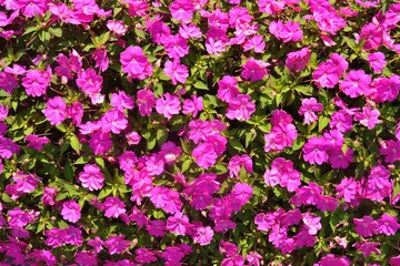 Fototapeta premium Beautiful pink and green flowers background
