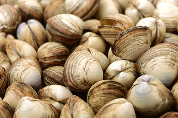 Fototapeta premium Stacked fresh raw clams on white background
