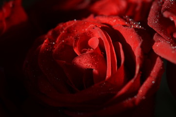 rose