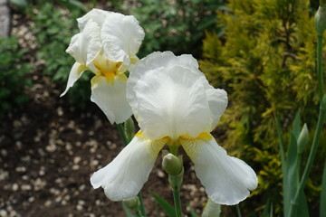 Fototapeta premium Pair of white flowers of bearded irises in May