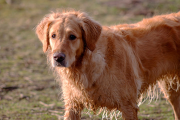 Dog outdoors who are playing, friendly, and alert.  Active canine