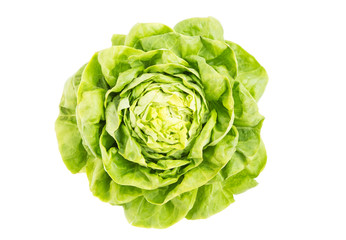 Fototapeta premium Lettuce