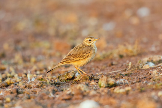 paddyfield pipit perched on the ground