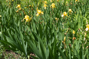 Fototapeta premium Bright yellow flowers of bearded irises in May