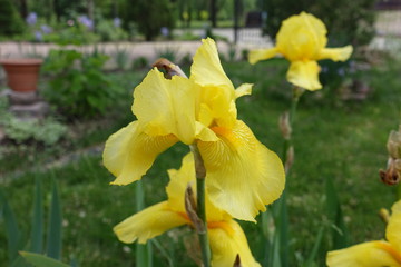 Close shot of yellow flower of bearded iris in May