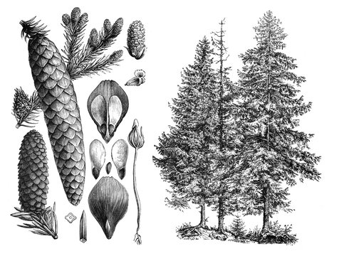 Picea abies (Norway spruce) tree/ Antique illustration from Brockhaus Konversations-Lexikon 1908
