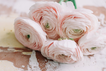 Obraz na płótnie Canvas Pink Ranunculus. Romantic floral background for wedding and birthday invitations or greeting cards. Spring wallpaper. copy space.