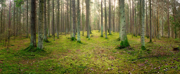 panorama of an old spruce forest with moss on the ground - 329343388