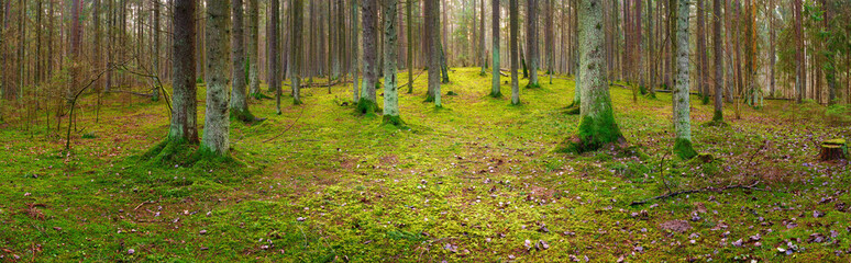 panorama of an old spruce forest with moss on the ground