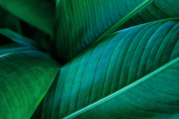tropical banana leaf, abstract green banana leaf, large palm foliage nature dark green background	