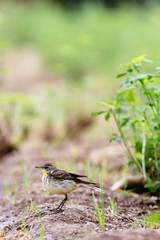 Yellow wagtail bird on the grass