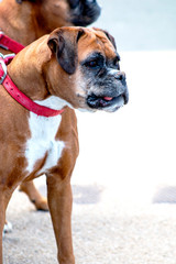 Fototapeta premium Dog outdoors who are playing, friendly, and alert. Active canine