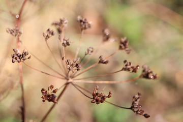  flowers, walnut,  Carline,   cone, 