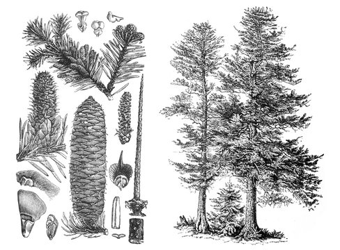 Silver fir (Abies Alba) European plant / Antique illustration from Brockhaus Konversations-Lexikon 1908