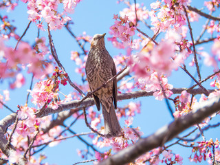 Brown-Eared Bulbul Bird on Kawazu Sakura Branch