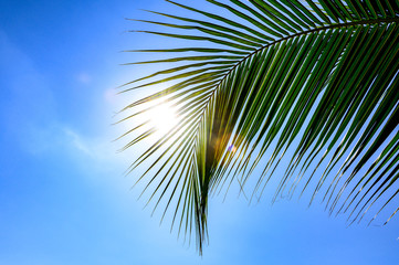 tropical palm leaf background, coconut palm trees perspective view	