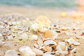 Seashells on the beach close up against the blue sea. nature style background or noise and soft focus or blur. with Bokeh and lens flare.
