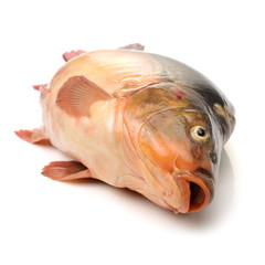Raw fish carp on white background 