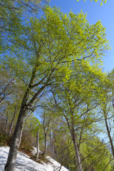 Obraz premium 会津駒ヶ岳のブナの新緑