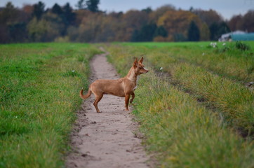 Jagdhund2