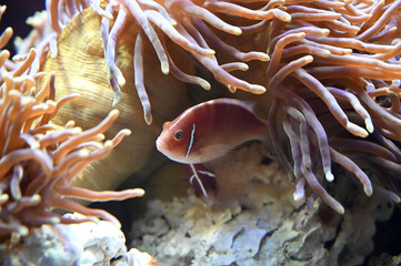 イソギンチャクの間に隠れる美しいハナビラクマノミ