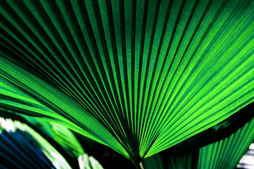 	 Palm tree leaf with its beautiful pattern	