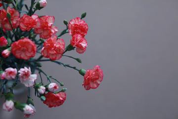 Bright pink flowers on a grey background