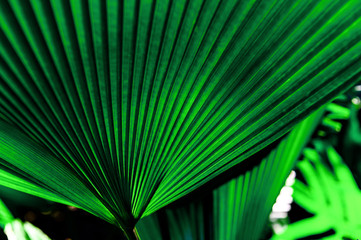	 Palm tree leaf with its beautiful pattern	