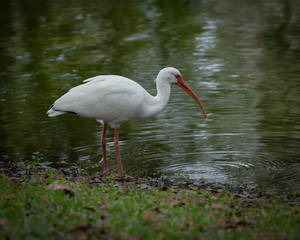 white ibis in water