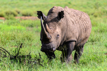 Lone African rhinoceros bull standing motionless while staring into the distance