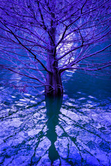 Standing tree in the water
