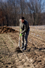 Farmer working lavender field