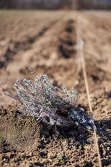 Lavender bush in the spring