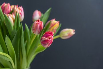 tulips on a dark background