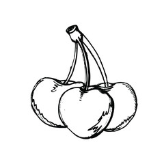 Cherry hand drawn illustration vector