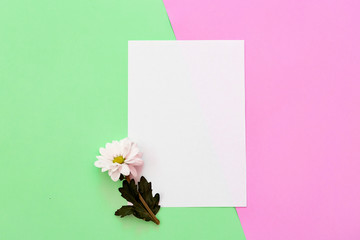 White chrysanthemum with copy space on a green and pink background